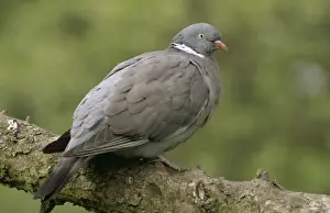 Wood Pigeon CAN 171 England Latin name © J. Cancalosi / ARDEA LONDON