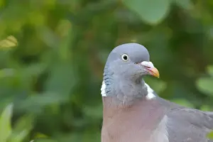 Wood pigeon