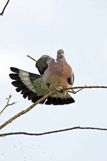 Images Dated 25th June 2009: WOOD PIGEON