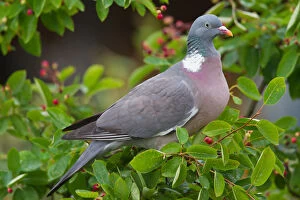 Dove Gallery: Wood Pigeon - adult bird foraging in a bush - Germany