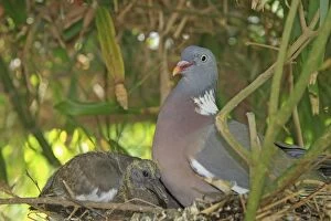 Images Dated 27th June 2009: Wood pigeon - adult with chick. Slimbridge - UK