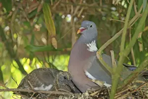 Wood pigeon - adult with chick. Slimbridge - UK