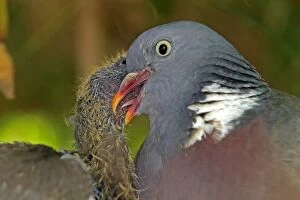 Images Dated 27th June 2009: Wood pigeon - adult feeding chick. Slimbridge - UK