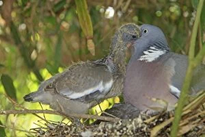 Images Dated 27th June 2009: Wood pigeon - adult feeding chick. Slimbridge - UK