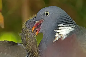 Wood pigeon - adult feeding chick. Slimbridge - UK