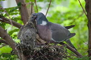 Wood Gallery: Wood Pigeon - adult feeding chicks at nest - Germany