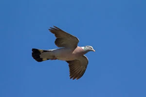 Dove Gallery: Wood Pigeon - adult in flight - Germany