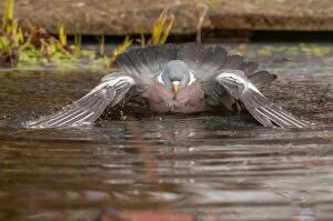 Images Dated 22nd March 2016: Wood pigeon - bathing in garden pond - Lincolnshire