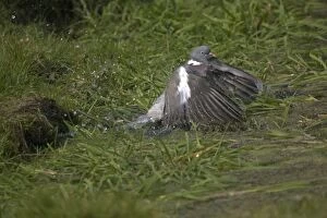 Images Dated 28th March 2007: Wood Pigeon bathing in garden pond Oxon, UK