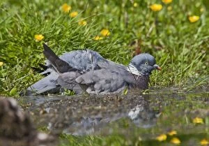 Images Dated 16th May 2010: Wood Pigeon - bathing in pond - Bedfordshire UK 10214