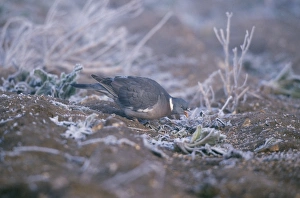 Images Dated 19th August 2005: Wood Pigeon - Feeding on ground