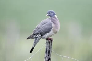 Wood Pigeon - on fence post