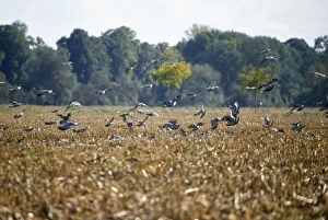 Wood Pigeon - flock, alighing on stubble field