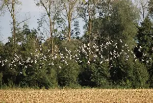 Flocks Prints: Wood Pigeon - flock, in flight