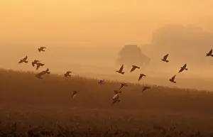 Wood Pigeon Flock in flight, early morning