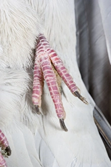 Images Dated 25th May 2006: Wood Pigeon Foot of dead bird showing claws Norfolk UK