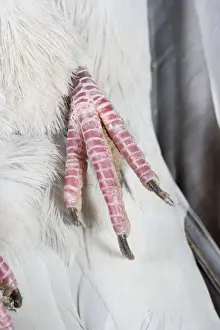Pigeons Prints: Wood Pigeon Foot of dead bird showing claws Norfolk UK