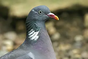 Wood Pigeon. France
