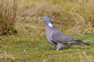 Images Dated 19th March 2010: Wood Pigeon - on ground - Bedfordshire UK 09444