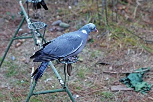 Wood Pigeon hunting area - decoy bird
