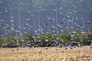Images Dated 4th November 2007: Wood Pigeon - large flock in flight - Landes - France