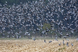 Images Dated 4th November 2007: Wood Pigeon - large flock in flight - Landes - France