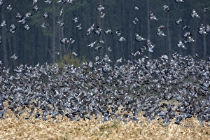 Images Dated 4th November 2007: Wood Pigeon - large flock in flight - Landes - France