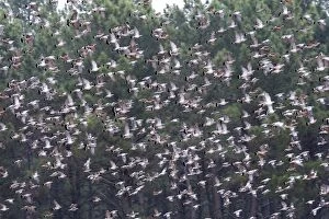 Images Dated 4th November 2007: Wood Pigeon - large flock in flight - Landes - France