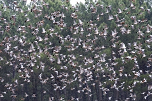 Images Dated 4th November 2007: Wood Pigeon - large flock in flight - Landes - France