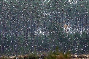 Images Dated 4th November 2007: Wood Pigeon - large flock in flight - Landes - France