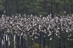 Images Dated 4th November 2007: Wood Pigeon - large flock in flight - Landes - France