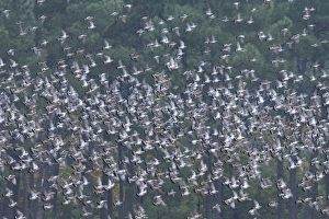 Images Dated 4th November 2007: Wood Pigeon - large flock in flight - Landes - France