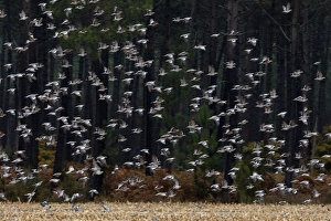 Images Dated 4th November 2007: Wood Pigeon - large flock in flight - Landes - France