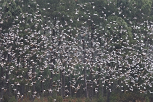 Images Dated 4th November 2007: Wood Pigeon - large flock in flight - Landes - France