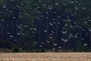 Images Dated 4th November 2007: Wood Pigeon - large flock in flight - Landes - France