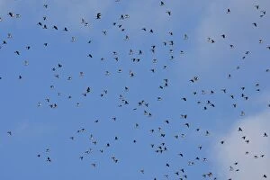 Images Dated 8th November 2007: Wood Pigeon - large flock in flight - Landes - France