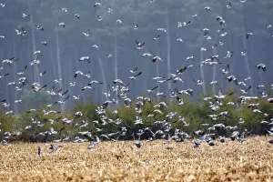 Wood Pigeon - large flock in flight - Landes - France