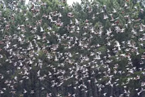 Wood Pigeon - large flock in flight - Landes - France
