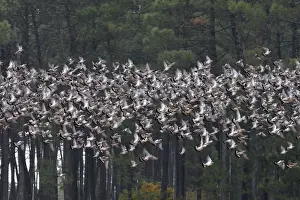 Wood Pigeon - large flock in flight - Landes - France