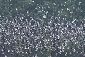 Wood Pigeon - large flock in flight - Landes - France