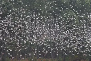 Wood Pigeon - large flock in flight - Landes - France