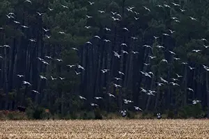 Wood Pigeon - large flock in flight - Landes - France