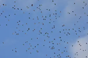 Wood Pigeon - large flock in flight - Landes - France