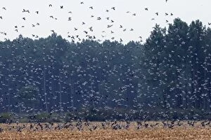 Images Dated 4th November 2007: Wood Pigeon - large flock in flight landing in field - Landes - France