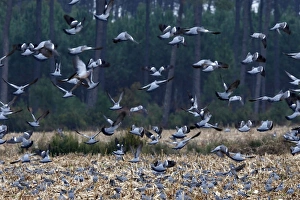 Images Dated 4th November 2007: Wood Pigeon - large flock in flight landing in field - Landes - France