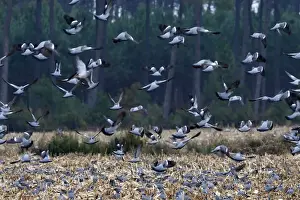 Wood Pigeon - large flock in flight landing in field - Landes - France