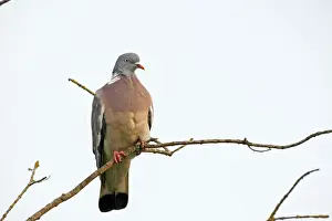 Wood pigeon - perched in tree