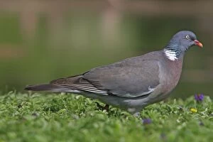 Images Dated 27th June 2009: Wood pigeon. Slimbridge - UK