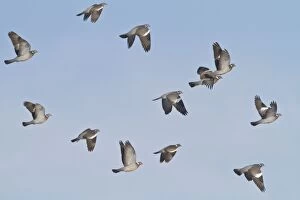 Images Dated 9th January 2010: Wood Pigeon - small flock in flight - Bedfordshire UK 8935