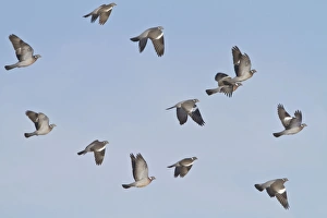 Images Dated 9th January 2010: Wood Pigeon - small flock in flight - Bedfordshire UK 8935